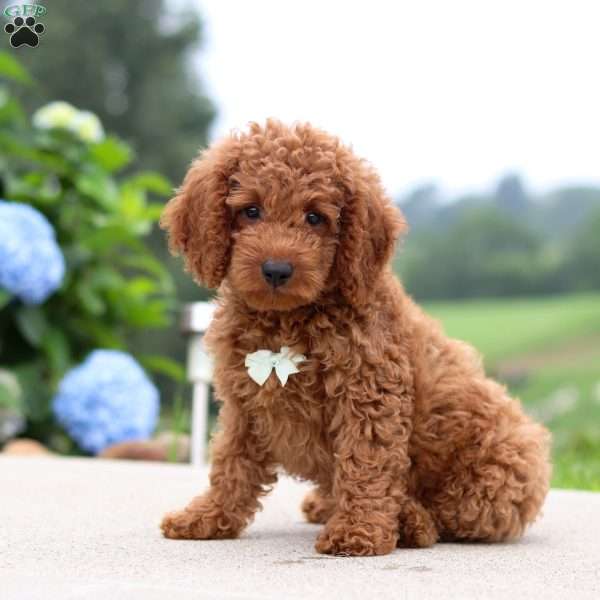 Harley, Mini Goldendoodle Puppy